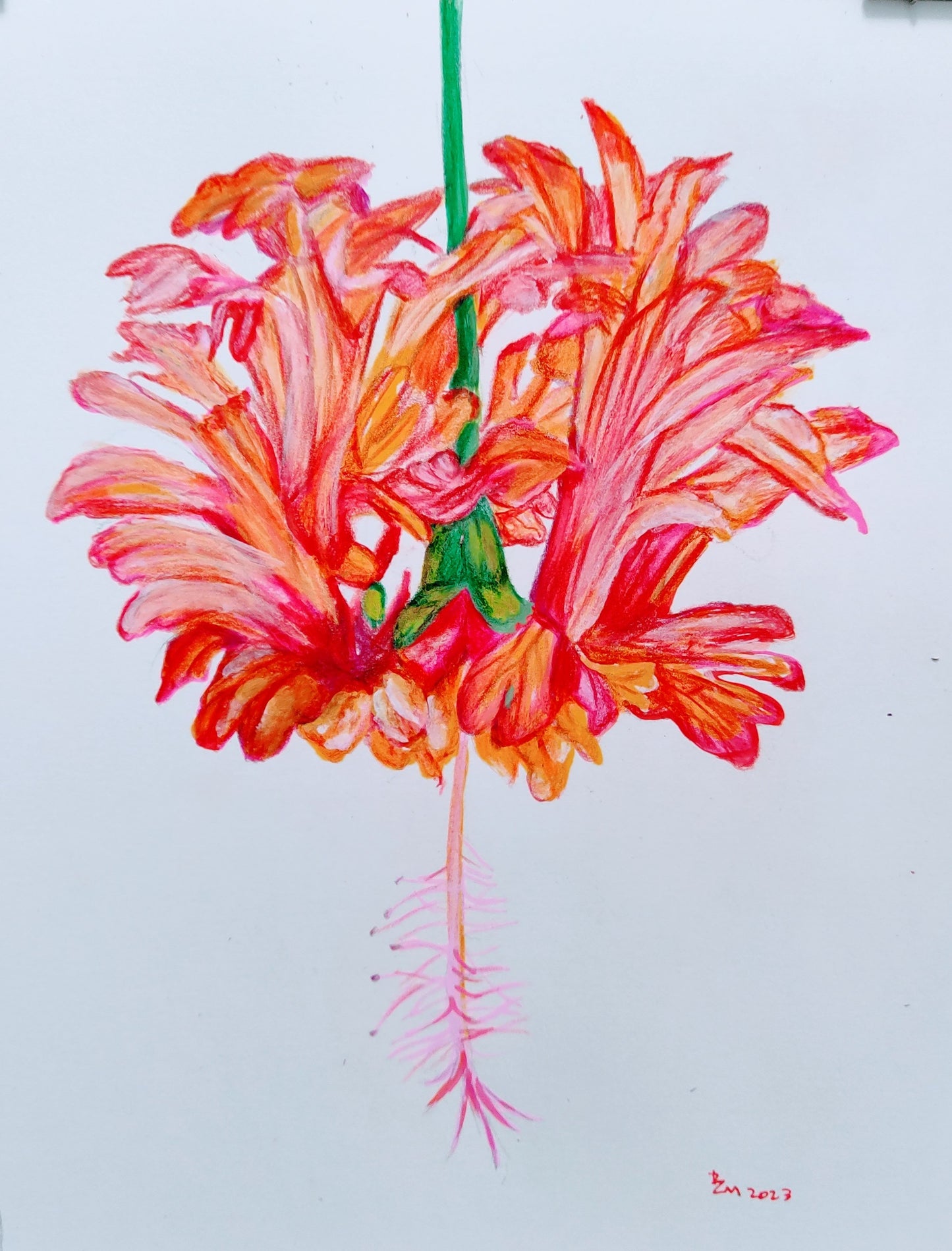 Spider Hibiscus