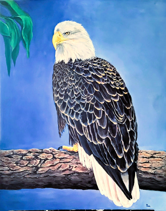 Bald Eagle - colorful feathers