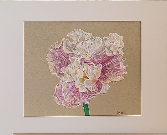 Delicate white and pink bearded iris - original fine art detailed botanical drawing