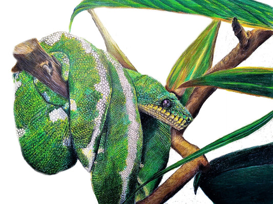 Fine art print - Emerald Tree Boa