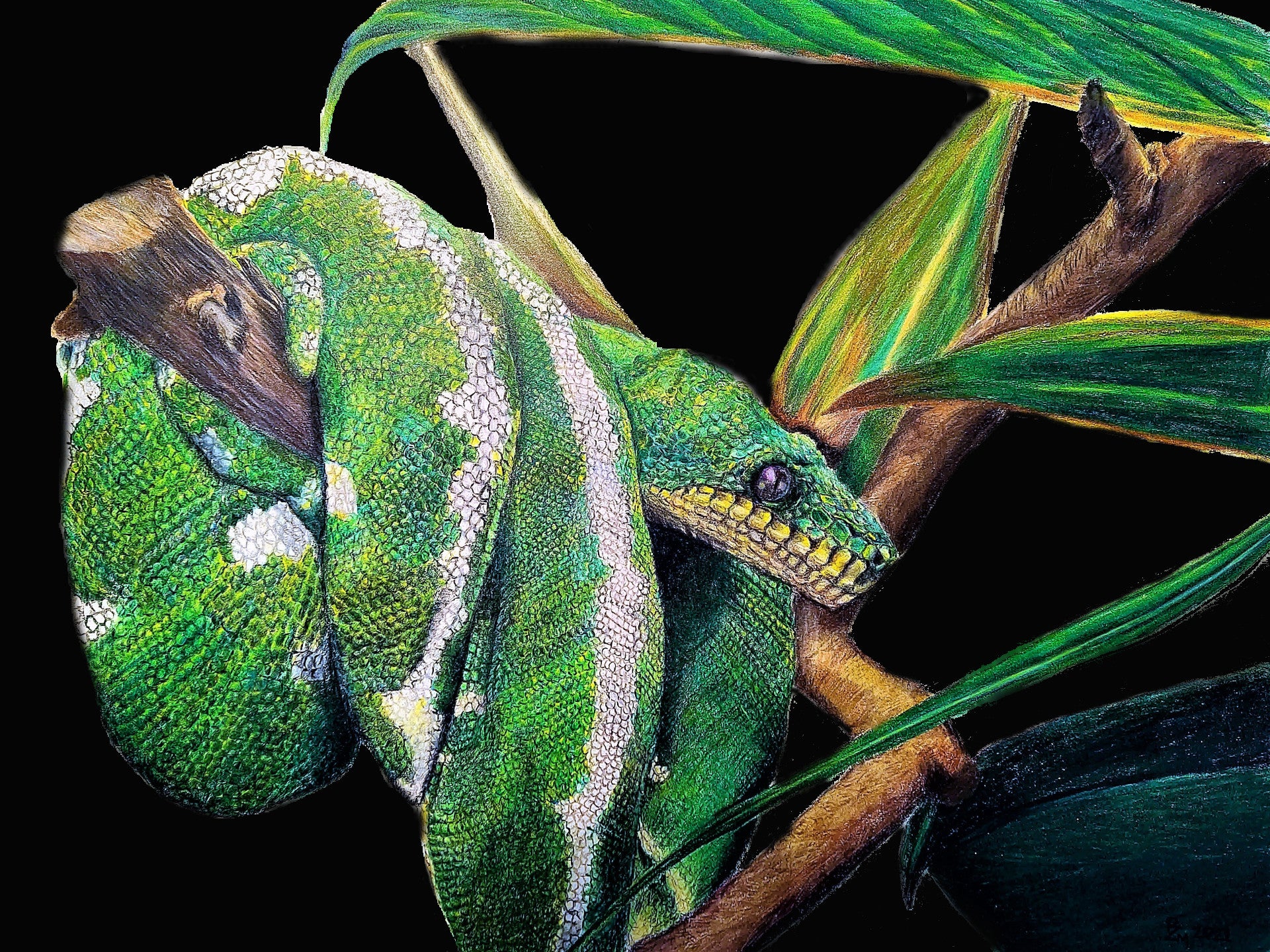 Printable Tree Boa Fine art print - Emerald Tree Boa (black background) – BeenzMCreative