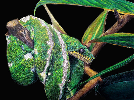 Fine art print - Emerald Tree Boa (black background)