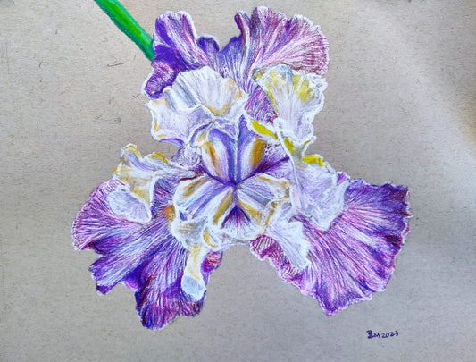 Violet and white bearded iris