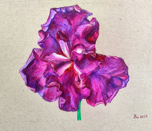 "Magenta Iris" - original fine art detailed botanical floral artwork