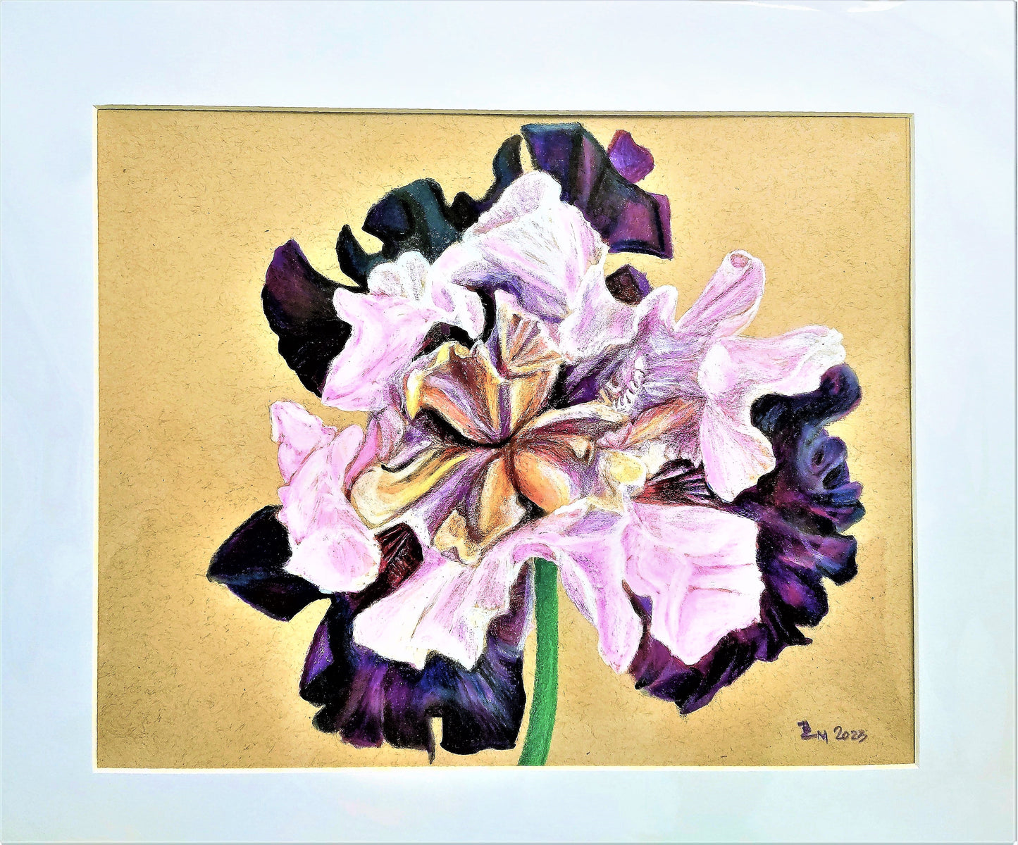 "Eggplant Bearded Iris" - original fine art detailed botanical floral artwork