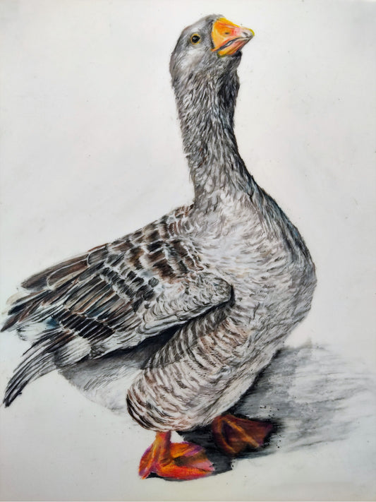 Greylag Goose