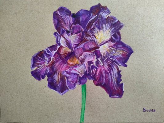 "Striped Purple Iris" - mixed media artwork