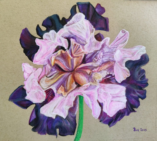 "Eggplant Bearded Iris" - original fine art detailed botanical floral artwork